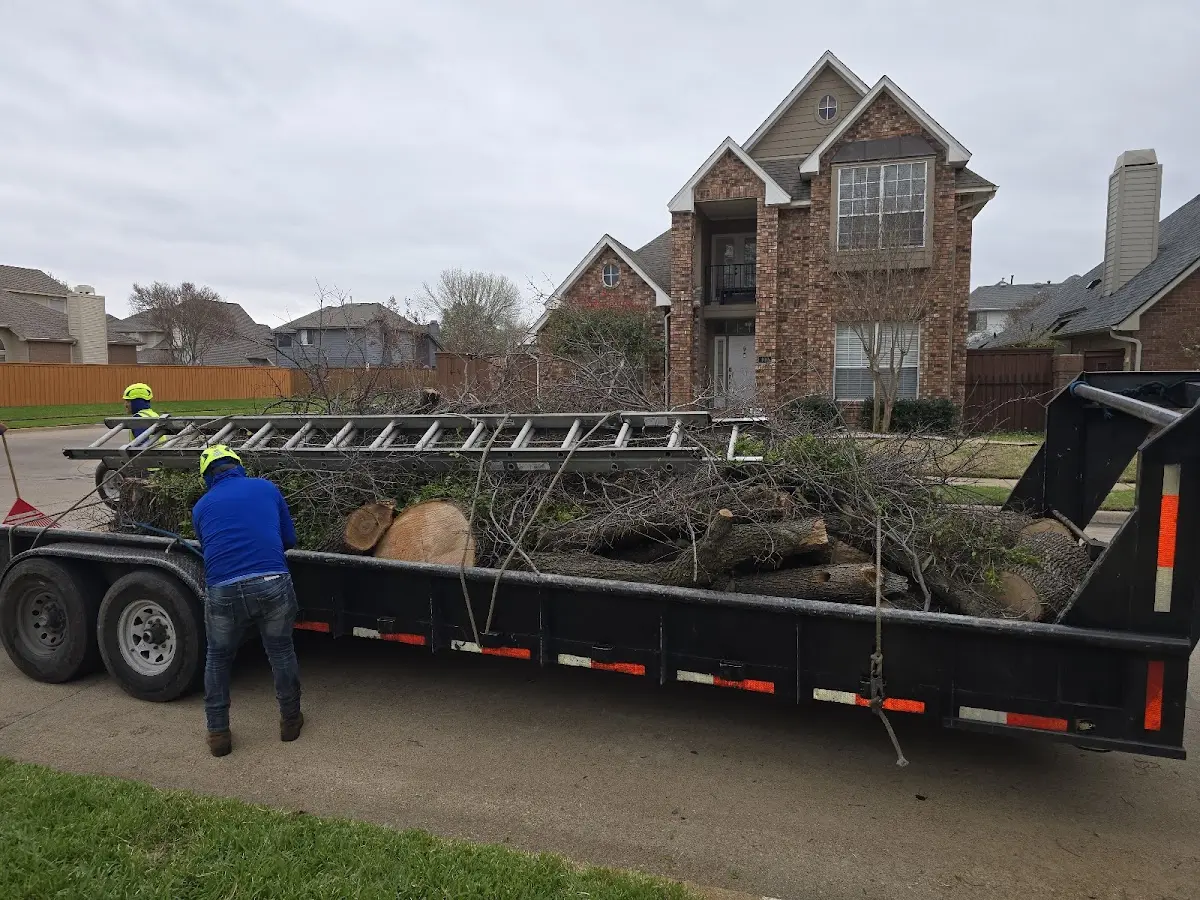 Expert Tree Fertilization with proper safety equipment in Lodi